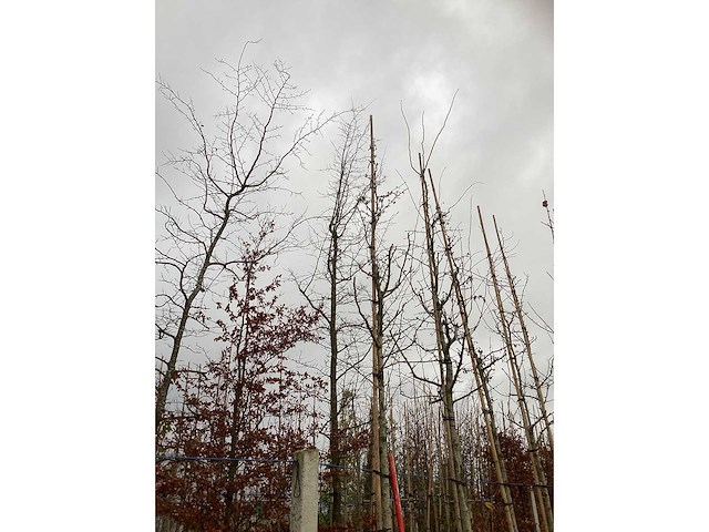 Meidoorn - parkboom (2x) - afbeelding 3 van  3