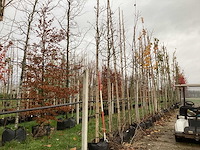 Meidoorn - sierboom (2x) - afbeelding 1 van  3