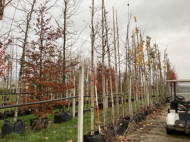 Meidoorn - vrucht- / fruitboom - afbeelding 1 van  3