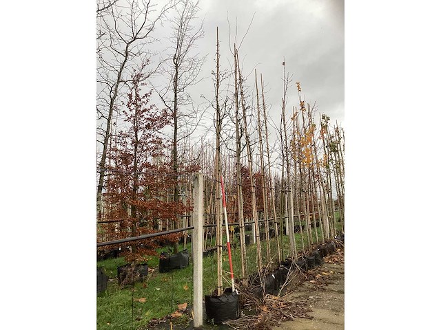 Meidoorn - vrucht- / fruitboom - afbeelding 2 van  3