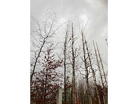 Meidoorn - vrucht- / fruitboom - afbeelding 3 van  3