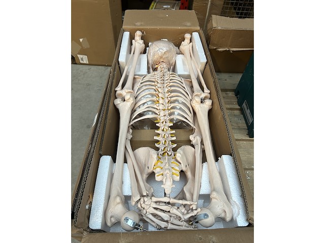 Menselijk anatomie skelet 181,5cm jago - afbeelding 1 van  5
