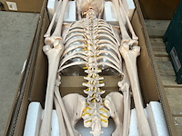 Menselijk anatomie skelet 181,5cm jago - afbeelding 1 van  5