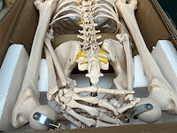Menselijk anatomie skelet 181,5cm jago - afbeelding 2 van  5