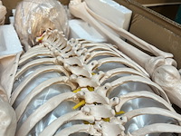 Menselijk anatomie skelet 181,5cm jago - afbeelding 3 van  5