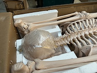 Menselijk anatomie skelet 181,5cm jago - afbeelding 4 van  5