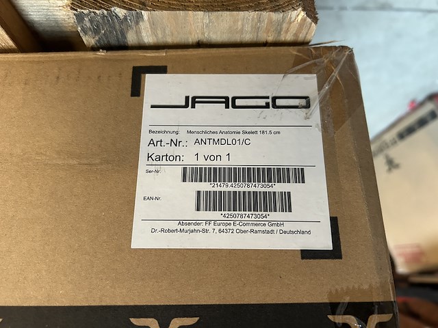 Menselijk anatomie skelet 181,5cm jago - afbeelding 5 van  5