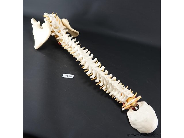 Menselijk wervelkolom cervicaal model - afbeelding 1 van  5