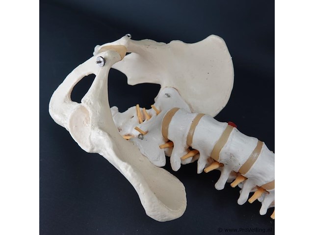 Menselijk wervelkolom cervicaal model - afbeelding 5 van  5