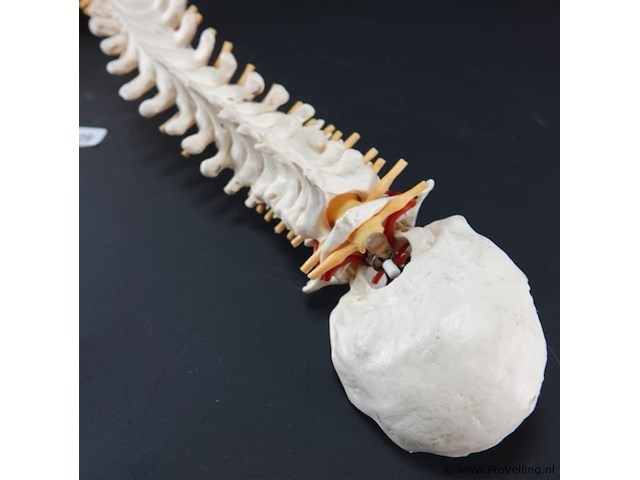 Menselijk wervelkolom cervicaal model - afbeelding 3 van  5