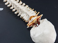 Menselijk wervelkolom cervicaal model - afbeelding 3 van  5