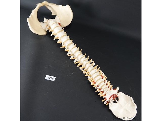 Menselijk wervelkolom cervicaal model - afbeelding 4 van  5