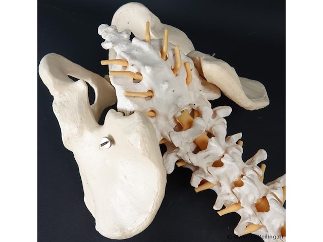 Menselijk wervelkolom cervicaal model - afbeelding 2 van  5