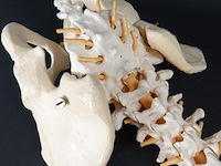 Menselijk wervelkolom cervicaal model - afbeelding 2 van  5