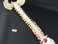 Menselijk wervelkolom cervicaal model - afbeelding 4 van  5