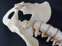 Menselijk wervelkolom cervicaal model - afbeelding 5 van  5