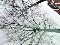 Mercedes-benz - 1984 - s-klasse - 380 se - 51-zr-xg - afbeelding 10 van  18