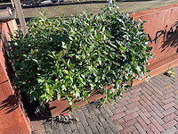 Metalen plantenbak (2x) & terrasafscheiding - afbeelding 3 van  5