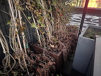 Metalen plantenbak (3x) - afbeelding 1 van  5