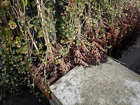 Metalen plantenbak (3x) - afbeelding 4 van  5