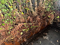 Metalen plantenbak (3x) - afbeelding 5 van  5