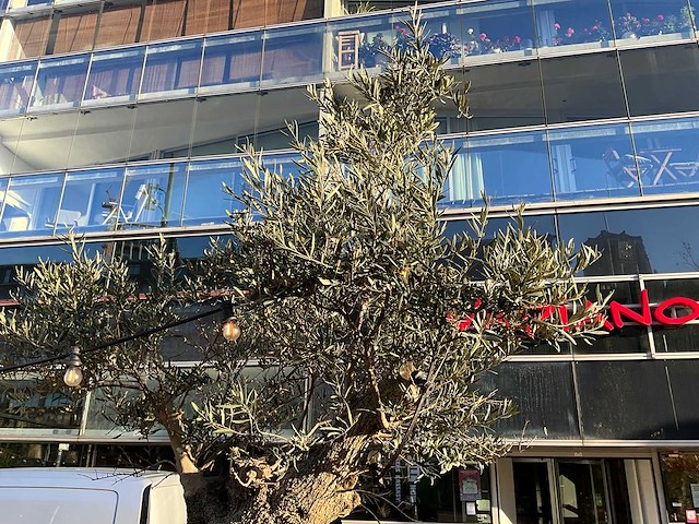 Metalen plantenbak met boom - afbeelding 4 van  4