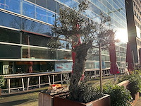 Metalen plantenbak met boom - afbeelding 3 van  3