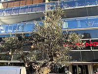 Metalen plantenbak met boom - afbeelding 4 van  4