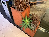 Metalen plantenbak met inhoud (2x) - afbeelding 3 van  3