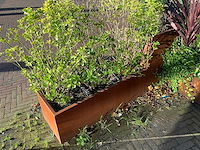 Metalen plantenbak met inhoud (2x) - afbeelding 3 van  4