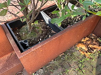Metalen plantenbak met inhoud (2x) - afbeelding 5 van  5