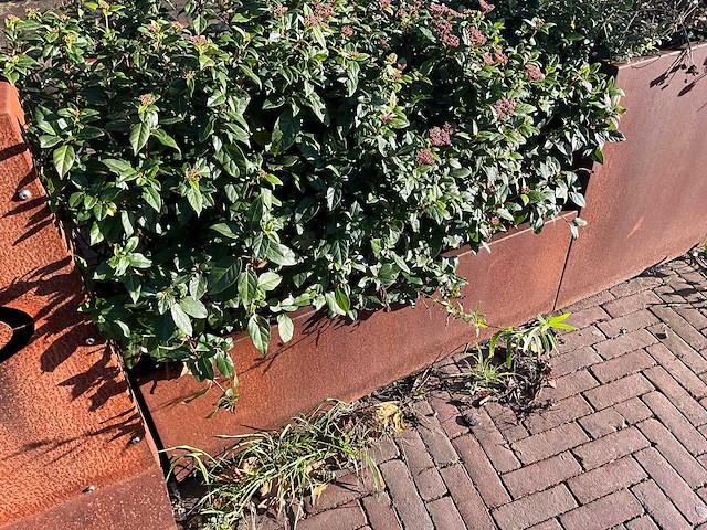 Metalen plantenbak met inhoud (2x) - afbeelding 3 van  5