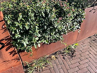 Metalen plantenbak met inhoud (2x) - afbeelding 3 van  5