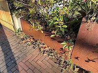 Metalen plantenbak met inhoud (3x) - afbeelding 4 van  5