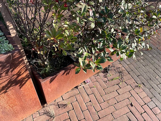 Metalen plantenbak met inhoud (3x) - afbeelding 4 van  5