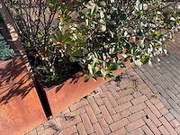 Metalen plantenbak met inhoud (3x) - afbeelding 4 van  5