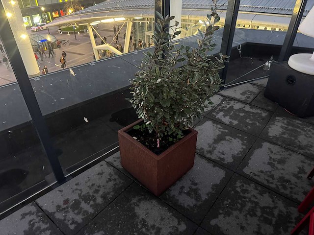 Metalen plantenbak met inhoud (4x) - afbeelding 5 van  6