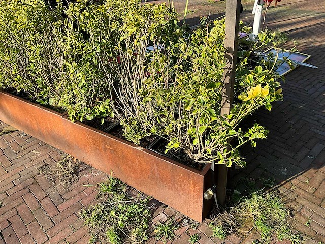 Metalen plantenbak met inhoud - afbeelding 1 van  4