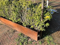 Metalen plantenbak met inhoud - afbeelding 1 van  4