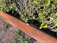 Metalen plantenbak met inhoud - afbeelding 3 van  4