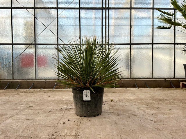 Mexicaanse graslelie (dasylirion serratifolium) - afbeelding 1 van  1