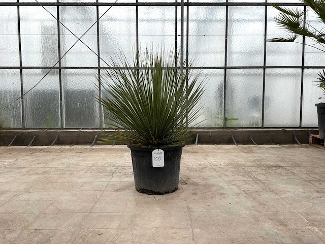 Mexicaanse graslelie (dasylirion serratifolium) - afbeelding 1 van  1