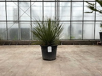 Mexicaanse graslelie (dasylirion serratifolium) - afbeelding 1 van  1