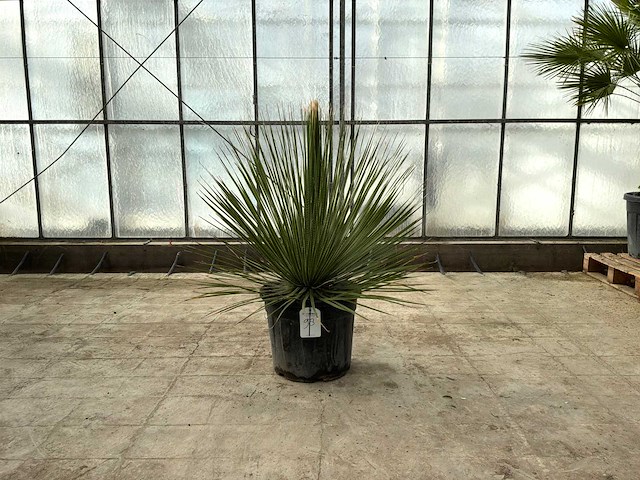 Mexicaanse graslelie (dasylirion serratifolium) - afbeelding 1 van  1