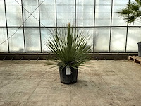 Mexicaanse graslelie (dasylirion serratifolium) - afbeelding 1 van  1
