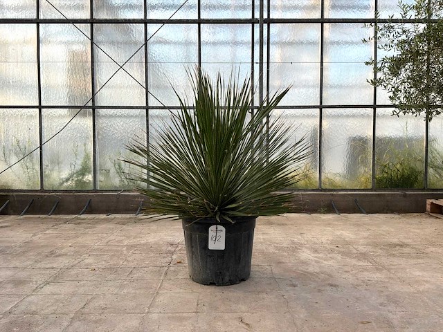 Mexicaanse graslelie (dasylirion serratifolium) - afbeelding 1 van  1