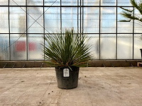 Mexicaanse graslelie (dasylirion serratifolium) - afbeelding 1 van  1
