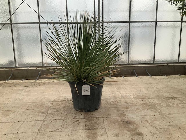 Mexicaanse graslelie (dasylirion serratifolium) - afbeelding 1 van  1
