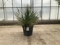 Mexicaanse graslelie (dasylirion serratifolium) - afbeelding 1 van  1