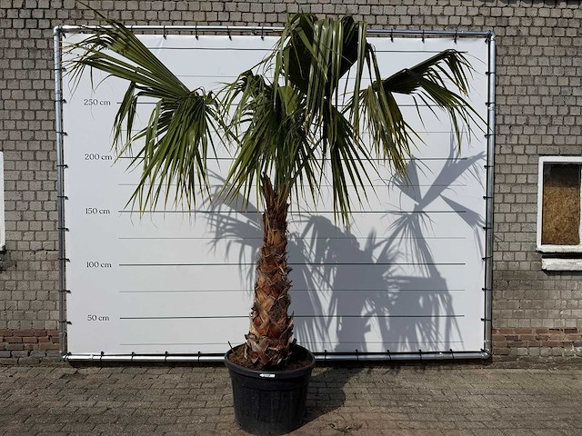 Mexicaanse waaierpalm - washingtonia robusta - hoogte ca. 150 cm - afbeelding 1 van  8